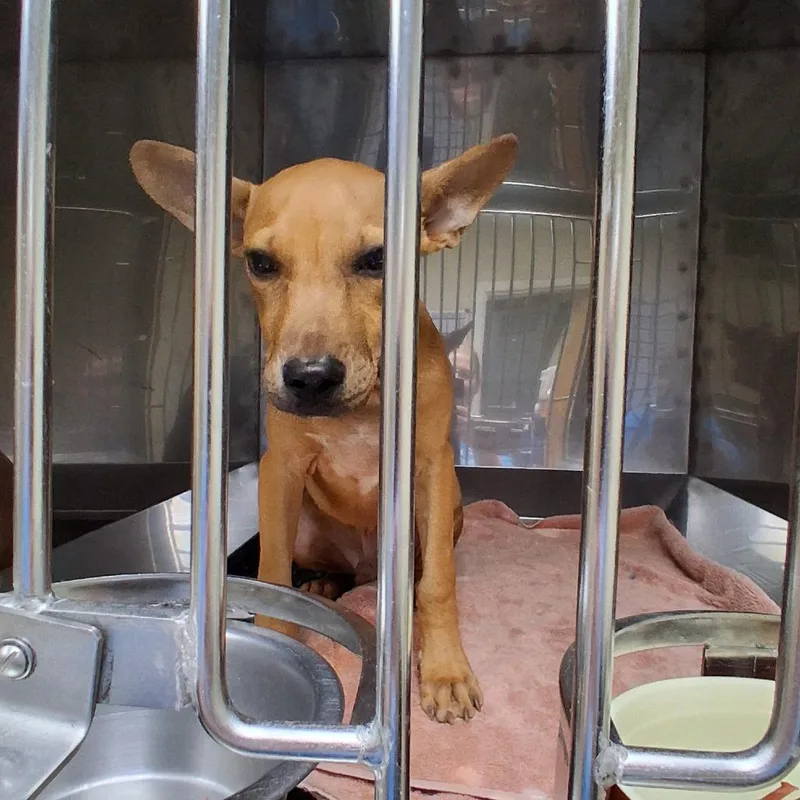 A baby small-sized male Brown / Chocolate Mixed Breed dog named Scrat for adoption in Auburn, AL
