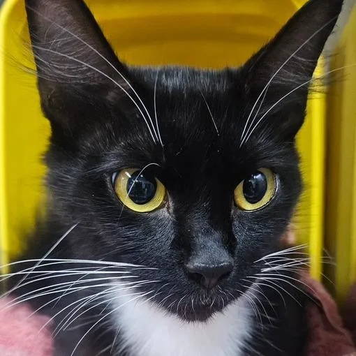 A young medium-sized female Black Domestic Short Hair cat named Sallie for adoption in Marble, NC