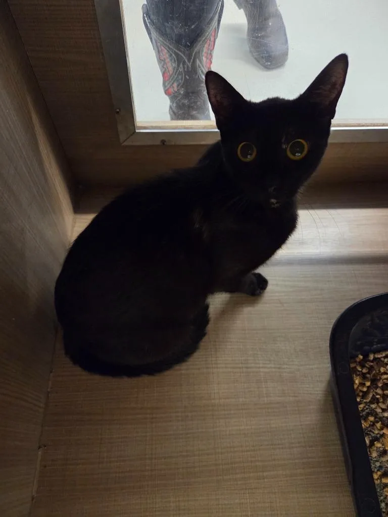 A young large-sized female Domestic Short Hair cat named Tori for adoption in Bossier City, LA