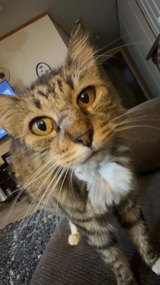 A young medium-sized female Domestic Medium Hair cat named Seffie for adoption in Emporia, KS