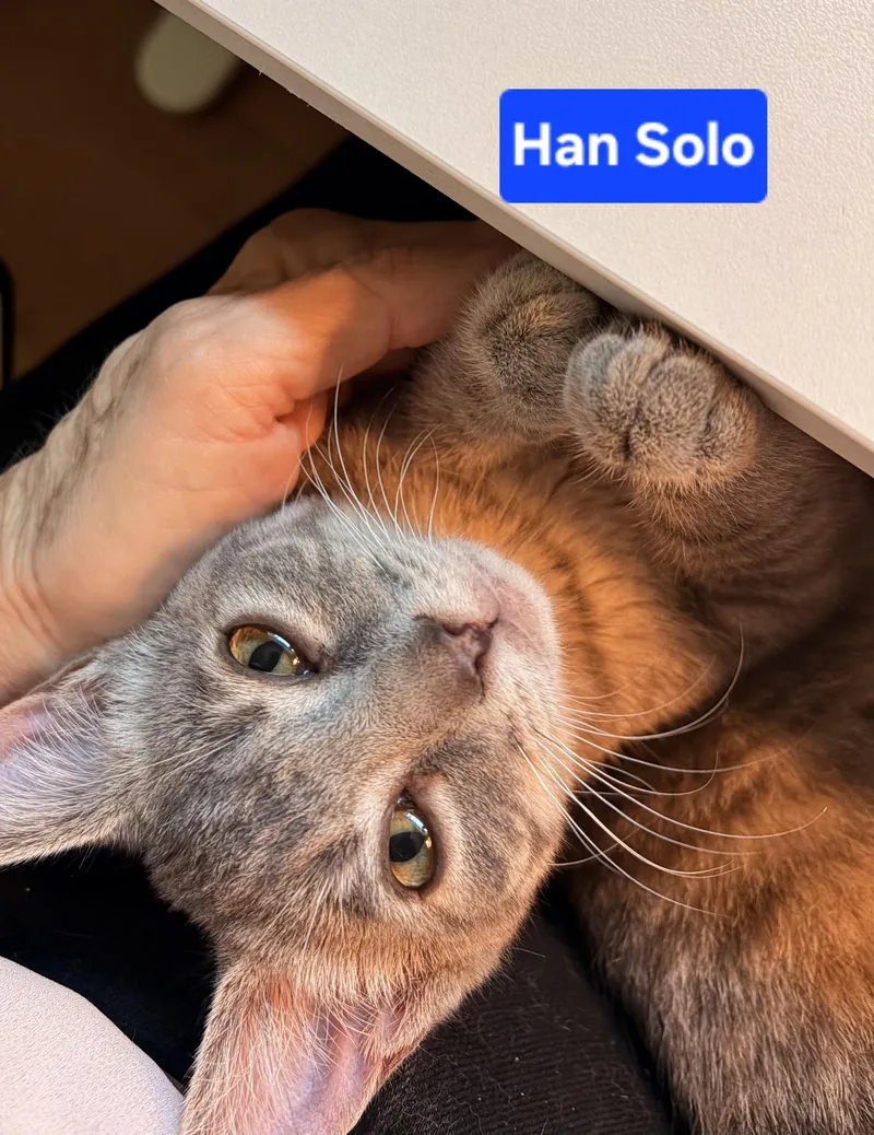 Han Solo