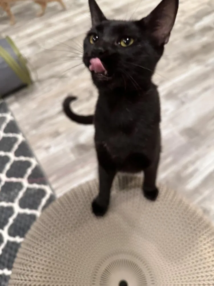 A young medium-sized female Black Domestic Short Hair cat named Agatha for adoption in Greensburg, PA