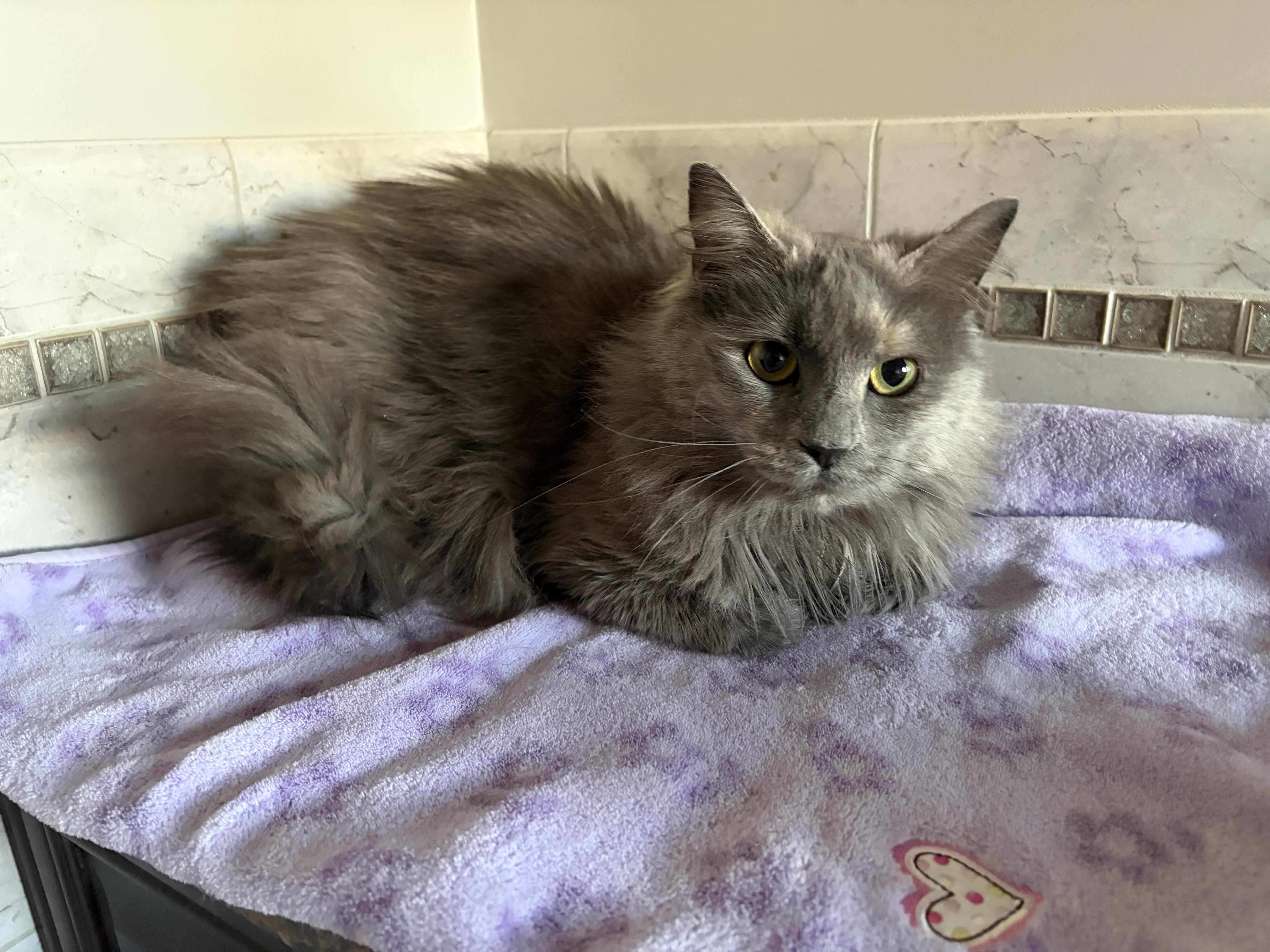 A young large-sized female Dilute Tortoiseshell Maine Coon cat named Violet for adoption in Churchville, PA