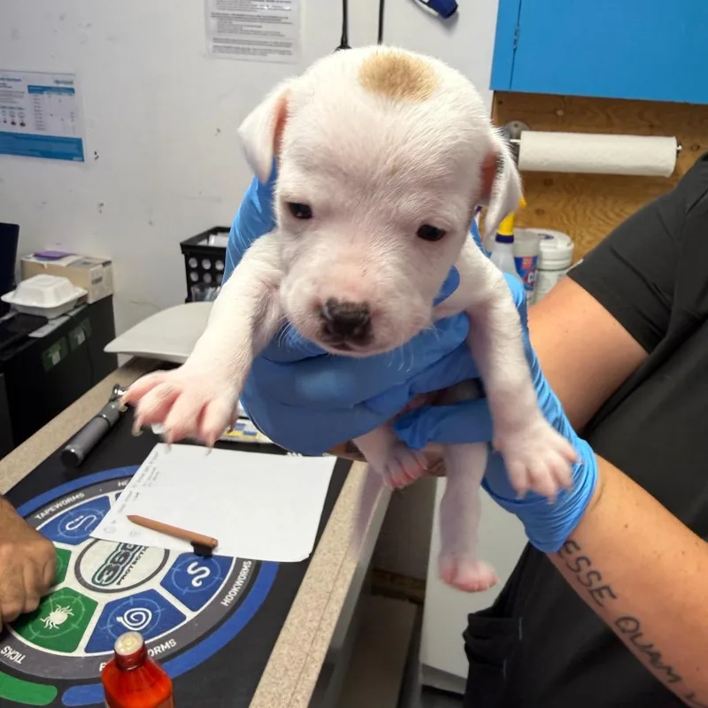 A baby small-sized male White / Cream Whippet dog named Cookie Dough for adoption in Wahiawa, HI