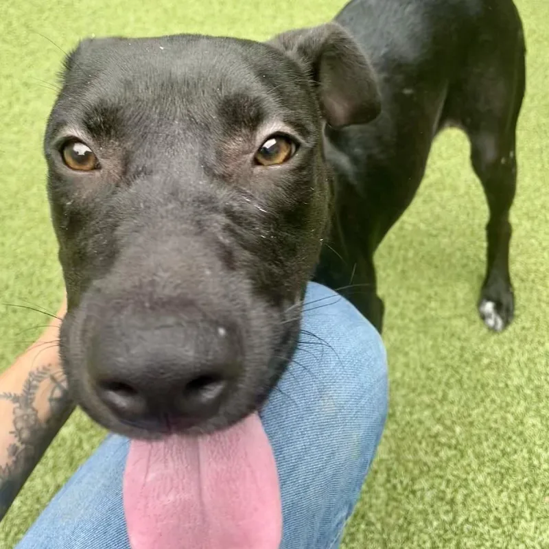 A young medium-sized female Black Pit Bull Terrier dog named Lisa for adoption in Greensboro, NC