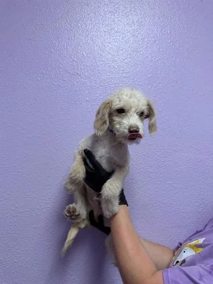 A baby small-sized male White / Cream Terrier dog named 60830866 for adoption in El Paso, TX