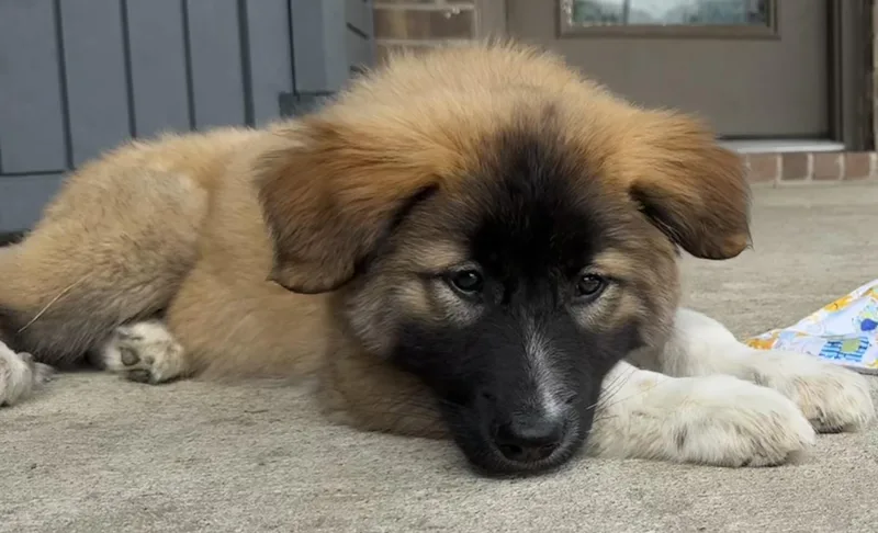 Zynn Dfw thumbnail 2