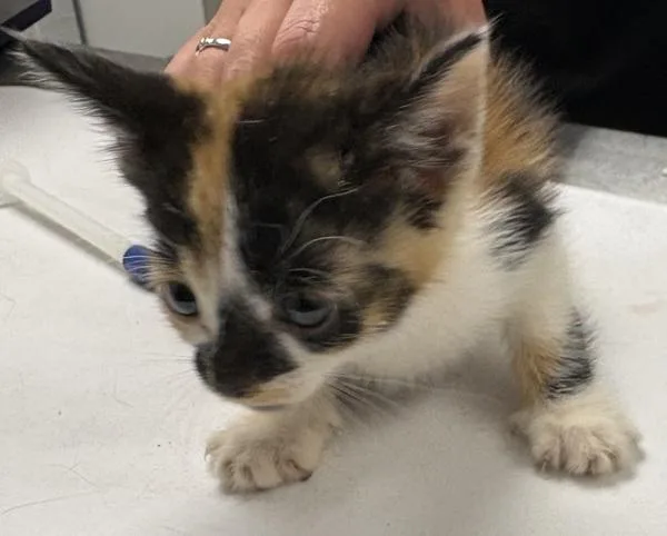 A baby small-sized female Domestic Short Hair cat named Pen LilyMae for adoption in Lawrenceville, GA