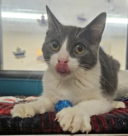 An adult small-sized male Domestic Short Hair cat named Walden for adoption in Phoenix, AZ