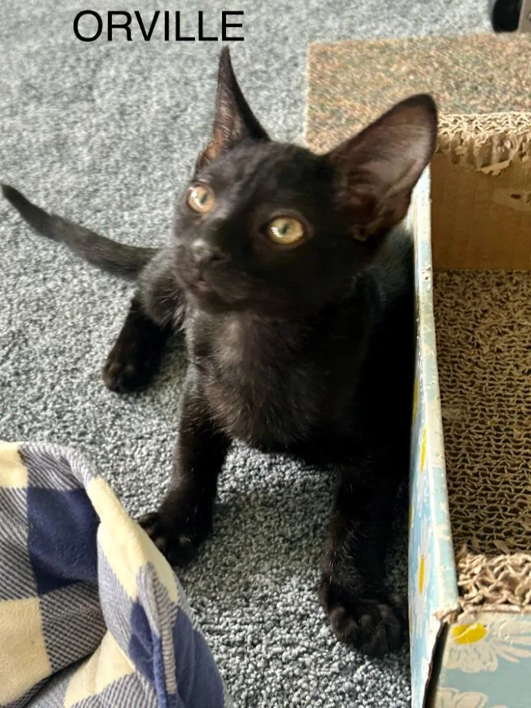 Orville Wright thumbnail 4