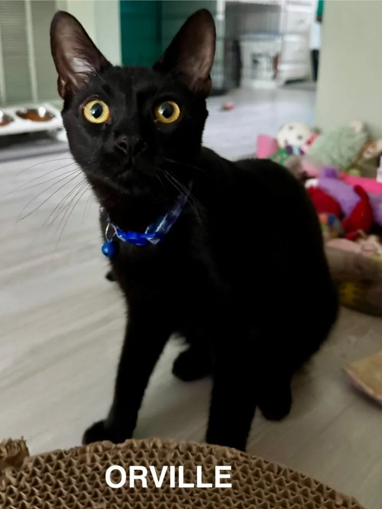 Orville Wright thumbnail 5