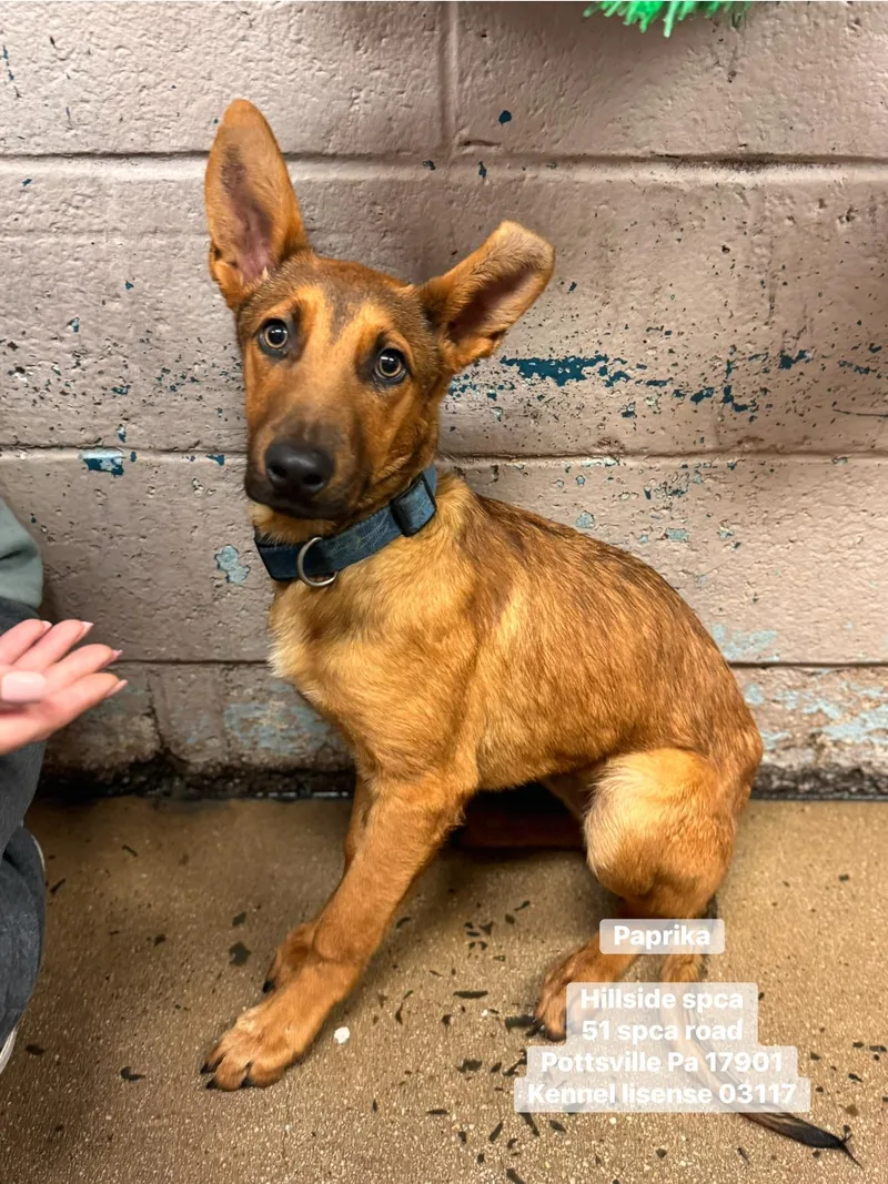 A young medium-sized male Brown / Chocolate Shepherd dog named Paprika for adoption in Pottsville, PA