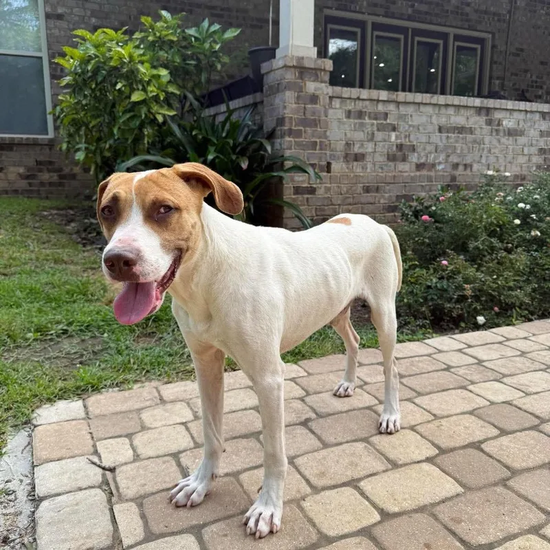 An adult medium-sized male White / Cream Foxhound dog named Cash for adoption in Irvington, AL