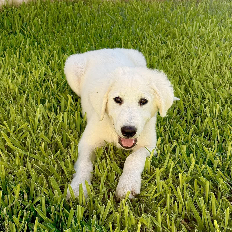 A baby large-sized male Great Pyrenees dog named Blizz for adoption in La Feria, TX