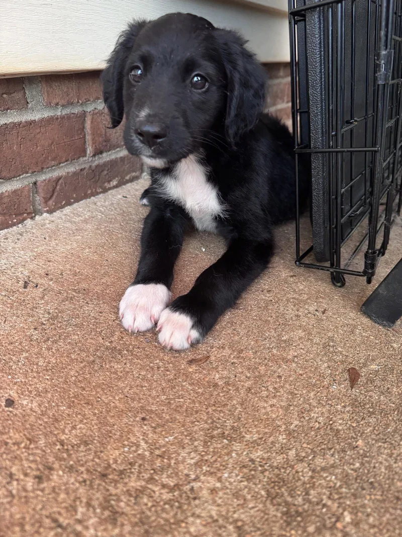 A young medium-sized male Retriever dog named Bolo for adoption in Greenville, SC
