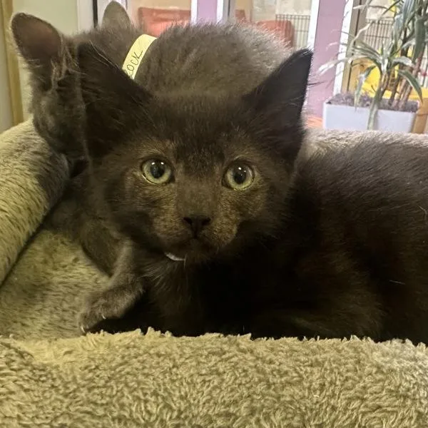 A baby medium-sized female Domestic Short Hair cat named Black Beans for adoption in Walnut Creek, CA
