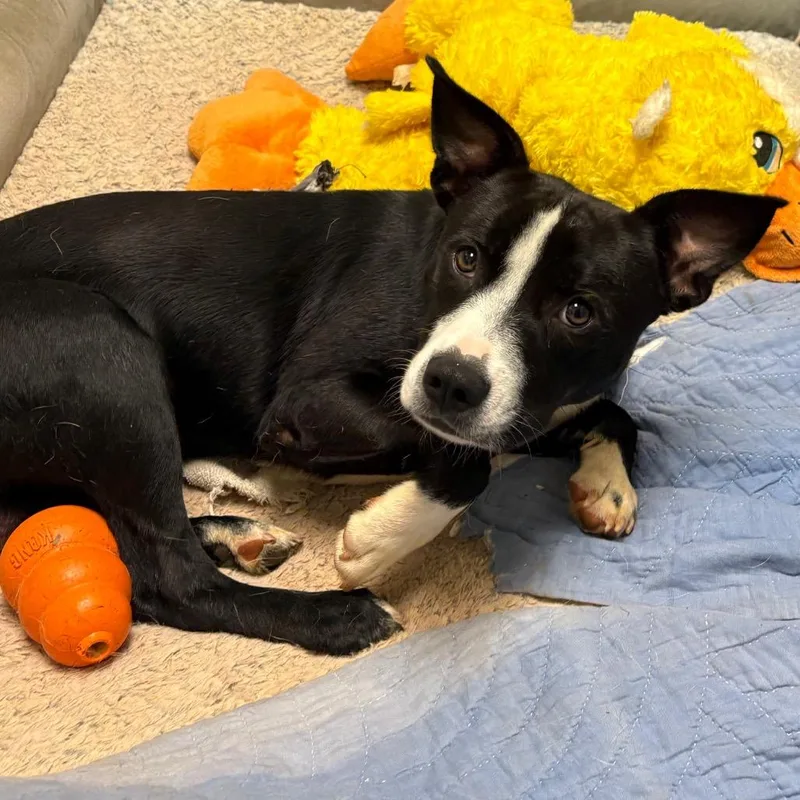 An adult medium-sized male Black Mixed Breed dog named Tadpole for adoption in Rocky Mount, VA