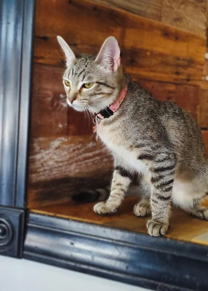 A baby small-sized female Domestic Short Hair cat named Evie for adoption in O'Fallon, MO