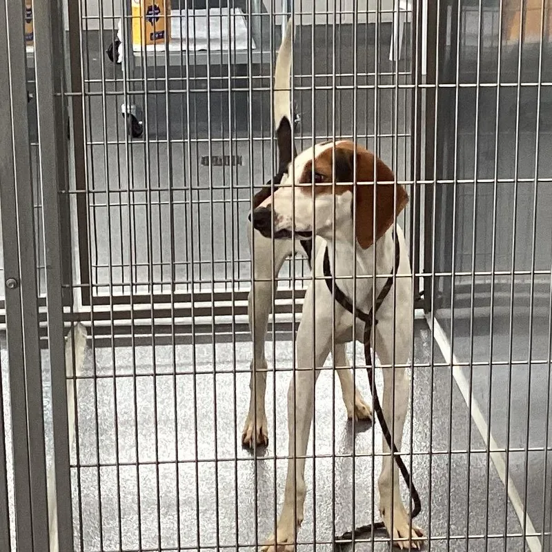 An adult medium-sized male White / Cream Treeing Walker Coonhound dog named Bentley Bone for adoption in Montgomery, AL