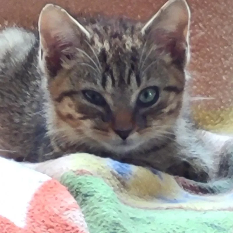 A baby small-sized male Brown / Chocolate Domestic Short Hair cat named Denver Hill for adoption in Woodstock, VA