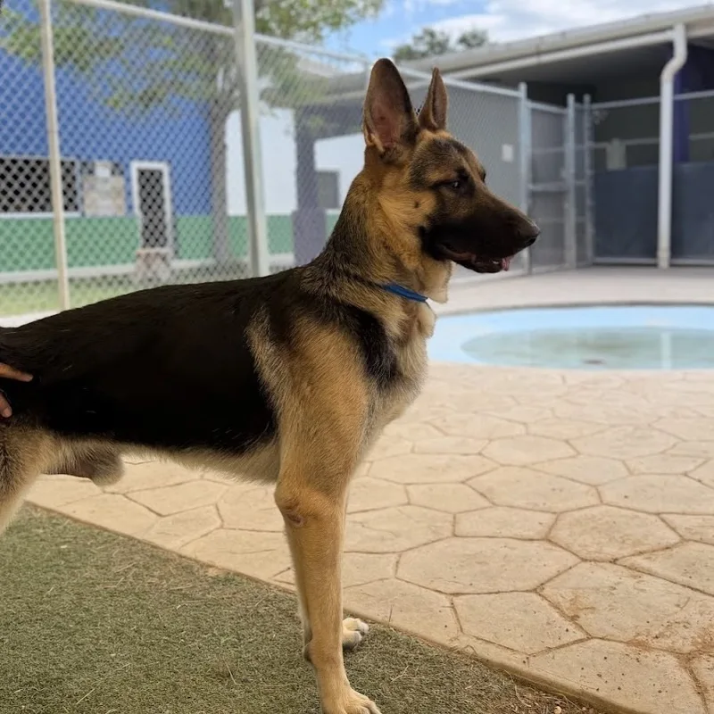An adult large-sized male German Shepherd Dog dog named Coal for adoption in El Paso, TX