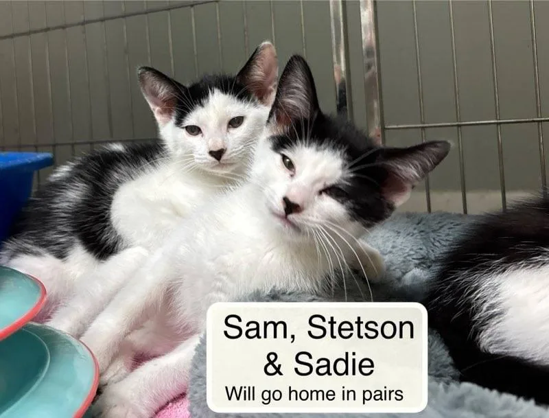 A baby small-sized male Black Domestic Short Hair cat named Sadie and Sam for adoption in Ellicott City, MD