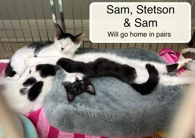 Sadie and Sam thumbnail 2