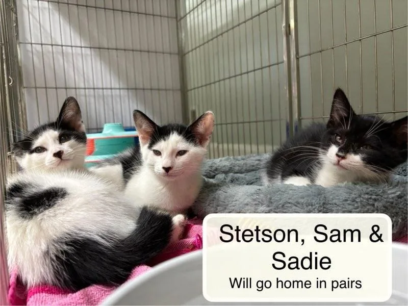 Sadie and Sam thumbnail 3