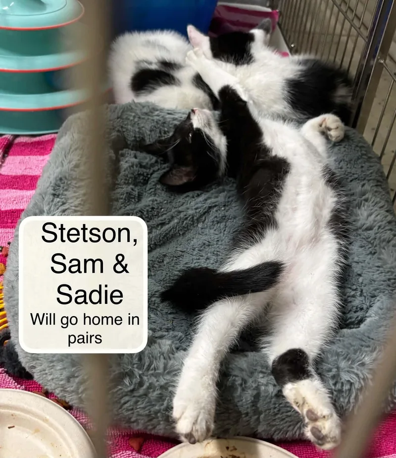 Sadie and Sam thumbnail 4