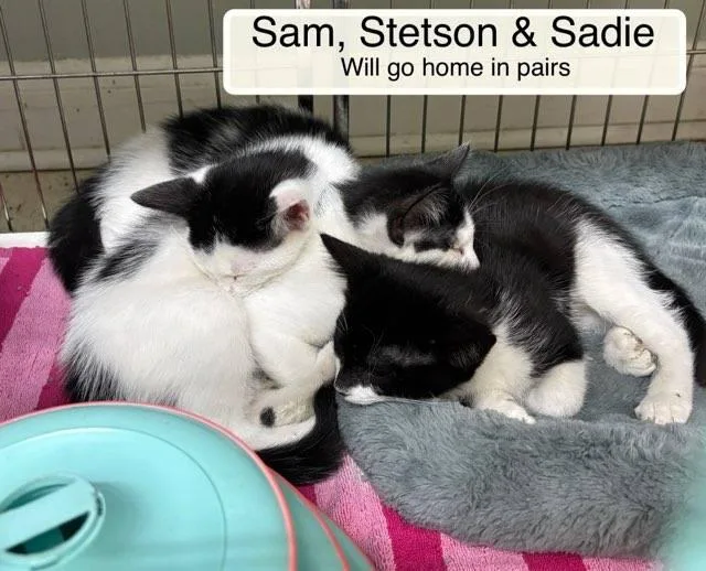 Sadie and Sam thumbnail 6
