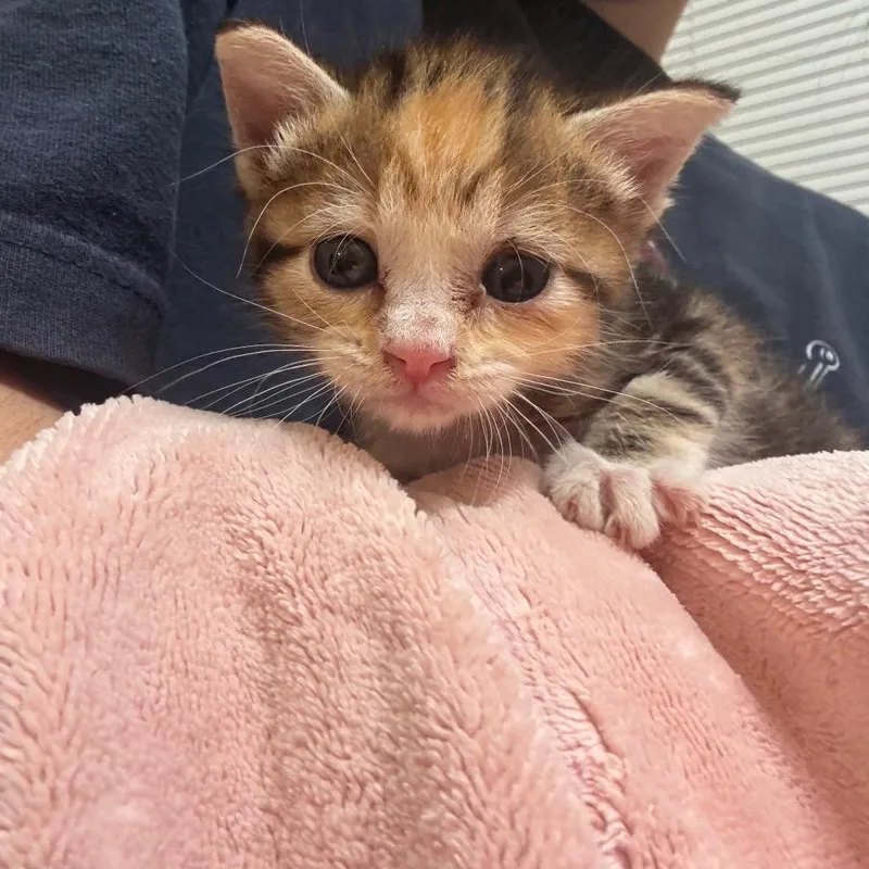A baby small-sized female Torbie Domestic Short Hair cat named Marlowe for adoption in San Antonio, TX