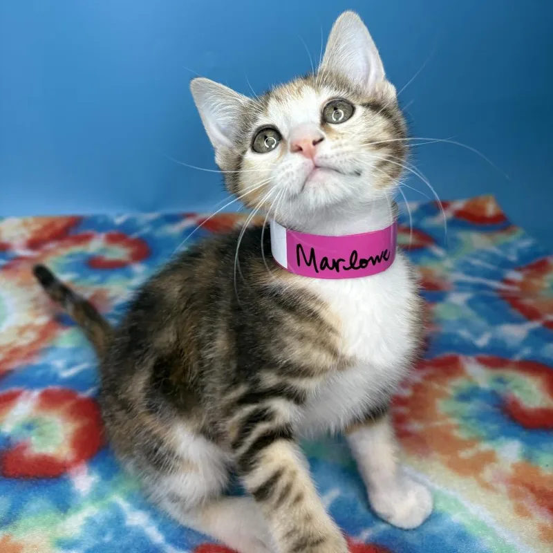 Marlowe thumbnail 3