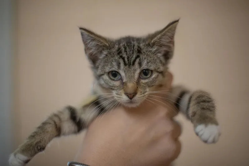 A baby medium-sized male Domestic Short Hair cat named Forrest for adoption in Mountain Home, AR
