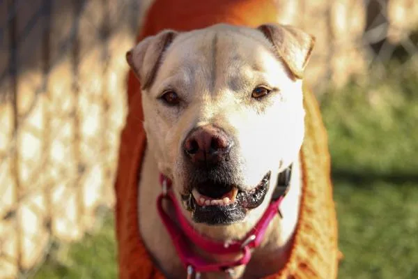 A senior medium-sized female Shar-Pei dog named Kayden for adoption in Oceanside, CA