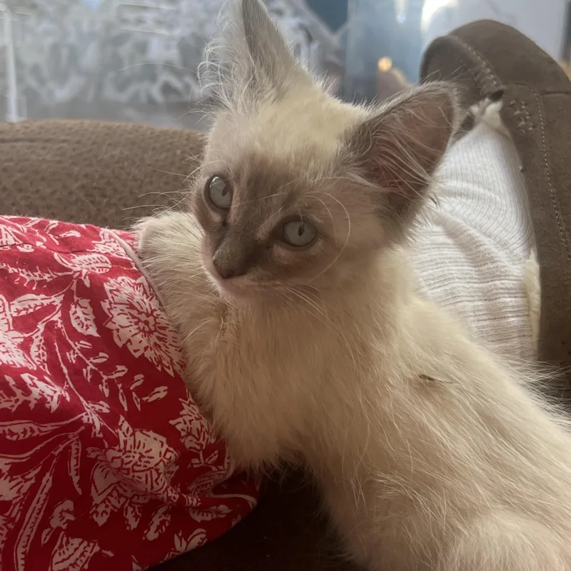 A baby small-sized male Lilac Point Domestic Medium Hair cat named Poke for adoption in Santa Cruz, CA