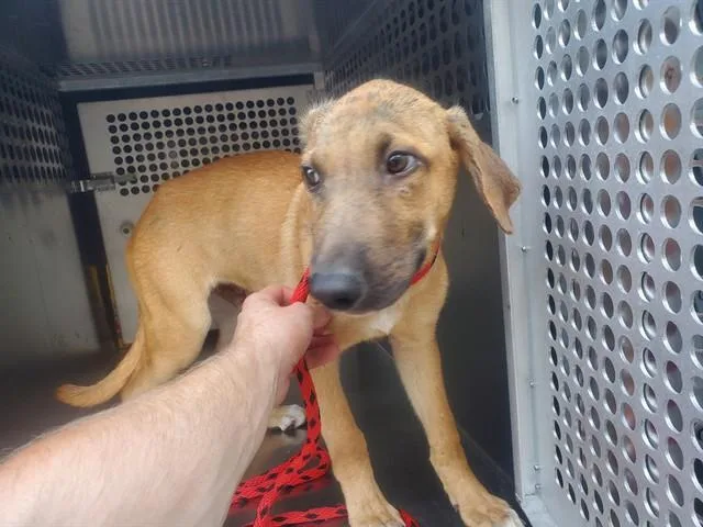 A baby medium-sized male German Shepherd Dog dog named Pupplo for adoption in Garland, TX