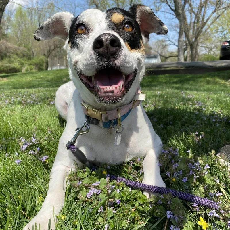 Magnolia thumbnail 3