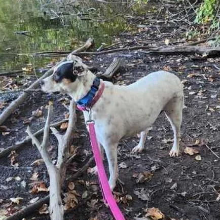 Magnolia thumbnail 4