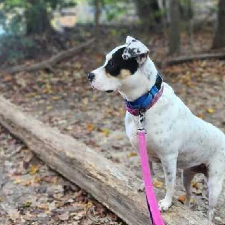 Magnolia thumbnail 6