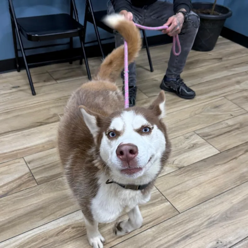 A baby medium-sized female Husky dog named JayJay for adoption in Newark, NJ