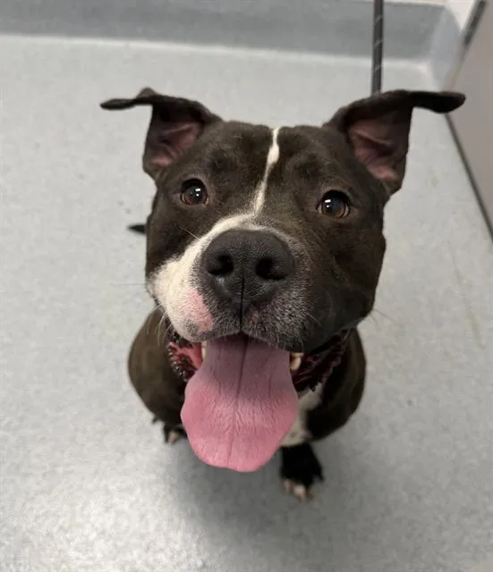 A young large-sized male American Bulldog dog named Buster for adoption in Indianapolis, IN