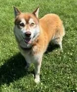 An adult medium-sized male Red / Chestnut / Orange Siberian Husky dog named Dragon for adoption in Willmar, MN