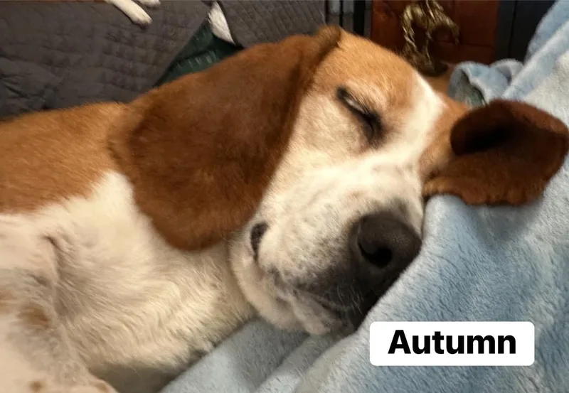 Autumn