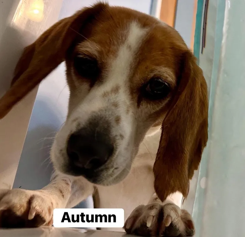 Autumn thumbnail 2