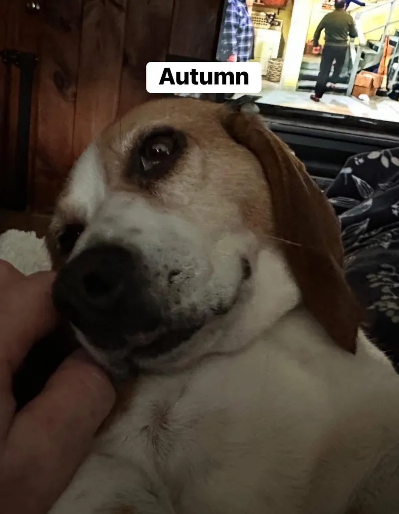 Autumn thumbnail 3