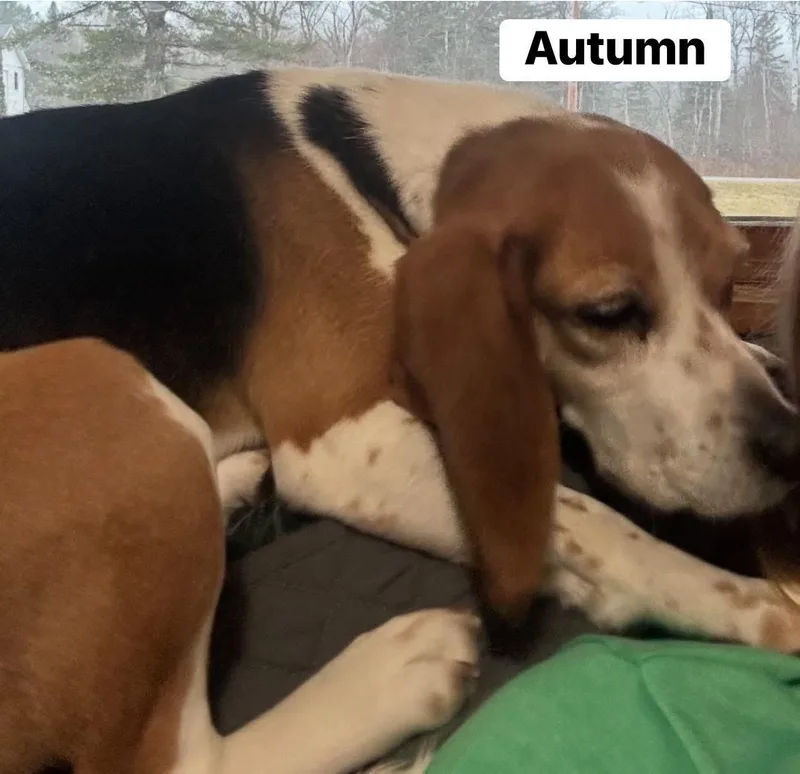Autumn thumbnail 4