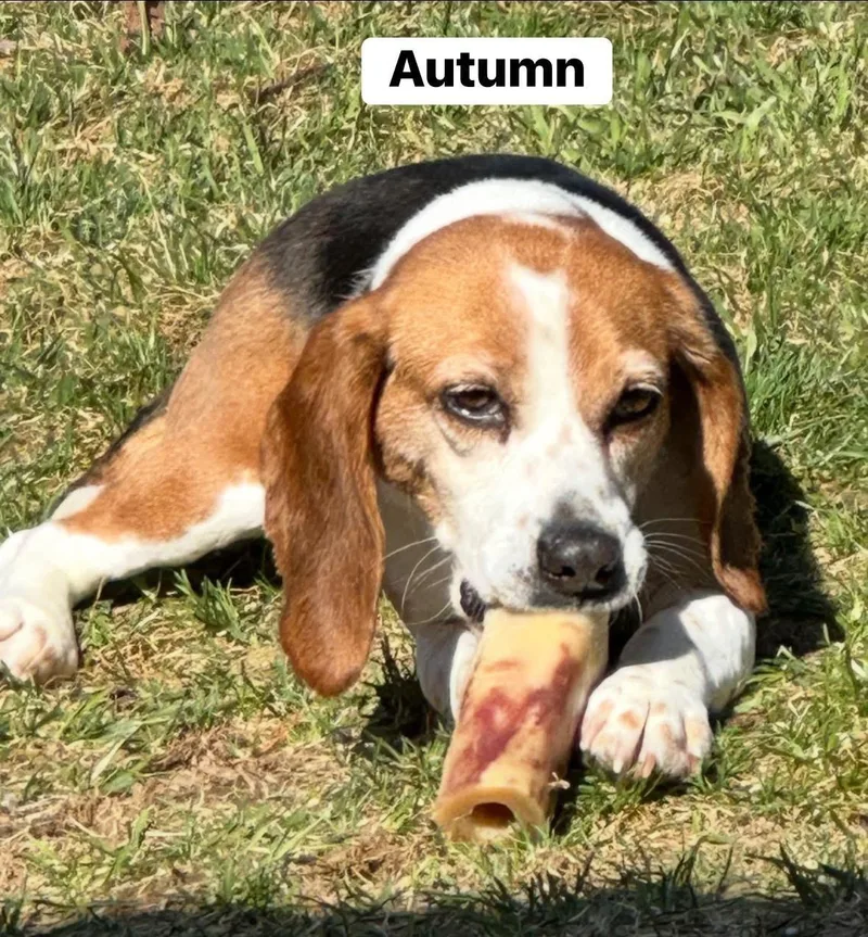 Autumn thumbnail 5