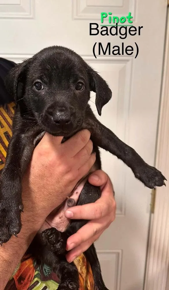 A baby small-sized male Brindle Terrier dog named Pinot for adoption in Evansville, IN