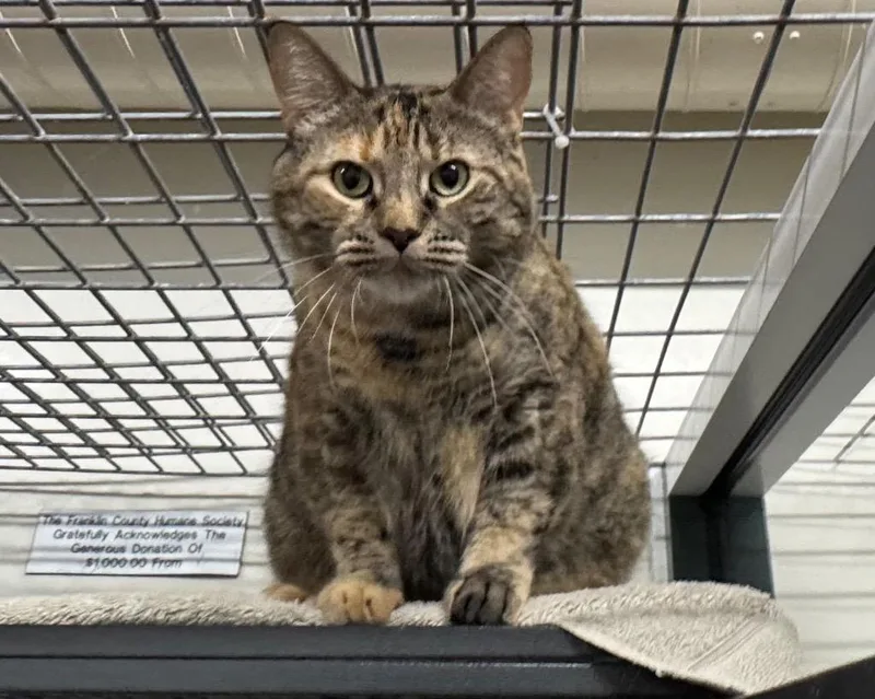 An adult medium-sized female Domestic Short Hair cat named Nala for adoption in St. Albans, VT