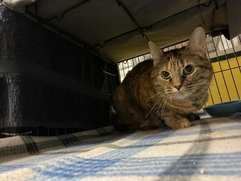Nala thumbnail 2